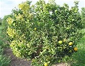 Greening